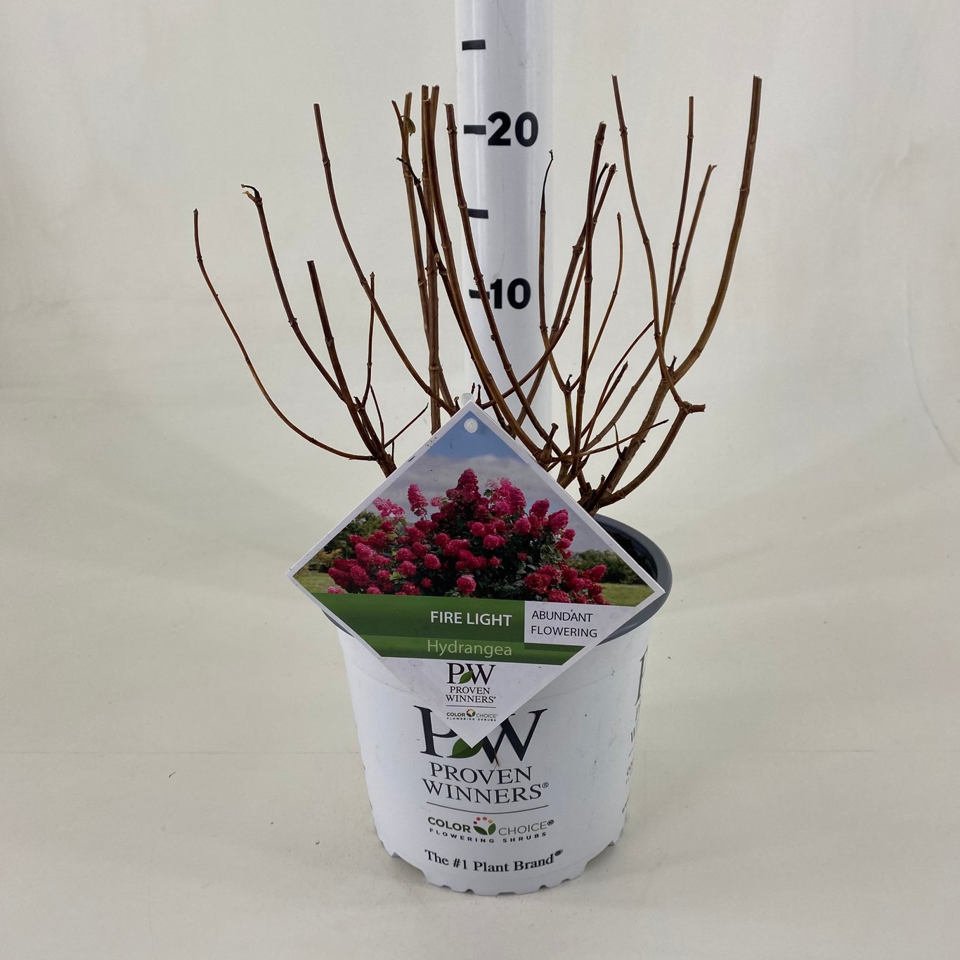 Hydrangea pan. 'Firelight' ® - C3 20-30 CM